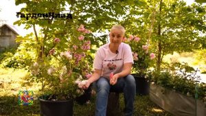 ГарденКлад. Gardenklad. «МУСКУСНЫЕ РОЗЫ   ЛУЧШИЙ ВЫБОР ДЛЯ МАЛОУХОДНЫХ САДОВ И ТЕНИСТЫХ МЕСТ»