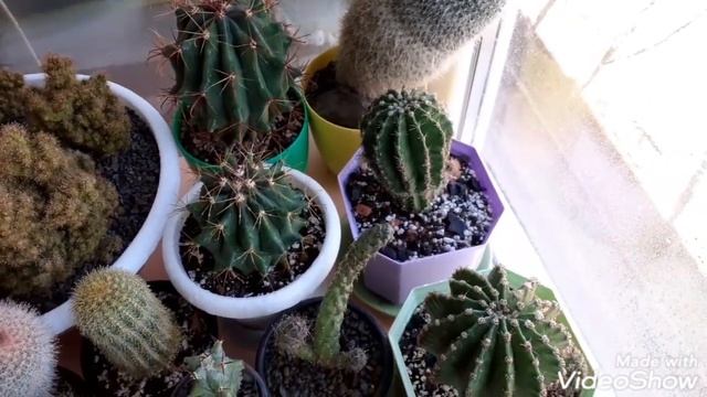 Подготавливаю кактусы к первому поливу после зимы. 29.04.21г. смотреть онлайн