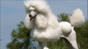 Самая умная порода собак! Порода собак пудель.