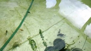 Бассейн в теплице.Спустя 2 недели