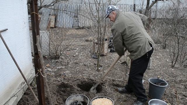 ЕЖЕВИКА - посадка, обрезка.  Выращивание ежевики. Как посадить ежевику садовую
