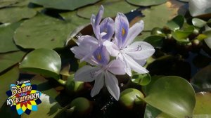 Водный гиацинт (Eichhornia crassipes Solms), эйхорния, водные растения, пруд