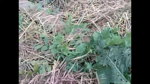 Мульчирование клубники & Мульчирование травой