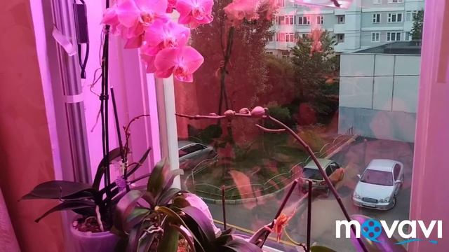 Новые лампы от Минифермера. Обзор орхидей) смотреть онлайн