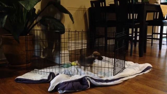 Suri's puppy palace playtime смотреть онлайн