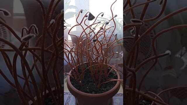 Пробуждение кислицы после зимы.# Кислица # Железный крест.