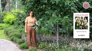 Лучшие идеи для посадки в приствольные круги