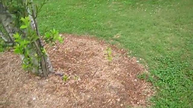 Laurus nobilis Bay Tree смотреть онлайн