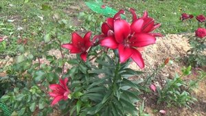 Лилия - уход в домашних условиях