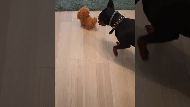 Собачка и игрушечная собачка. смотреть онлайн