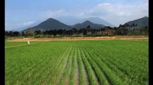 Как растет рис