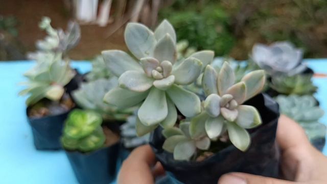 Unboxing Of Succulents! || MyRoVlogs смотреть онлайн