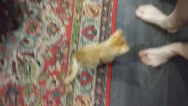 Рыжий и волосатые ноги смотреть онлайн