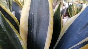 Sansevieria Black Gold