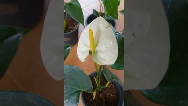 මල් සමඟ අඩු මිලට ඇන්තූරියම් සොයන අයෙකුට මෙන්න වටිනා පැකේජයක් смотреть онлайн