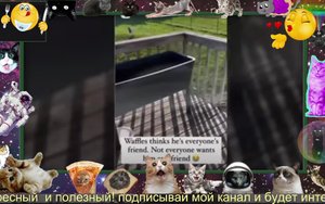 приколы кошки и собаки