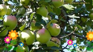 Яблоня Бабушкино. Краткий обзор, описание характеристик malus domestica Babushkino