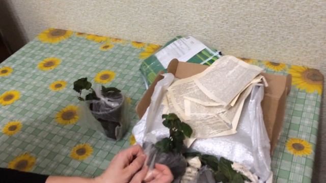Ежевика Блэк  Джем чёрная ежевика