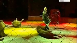 Дрессировщик Хамада Кута в Курске