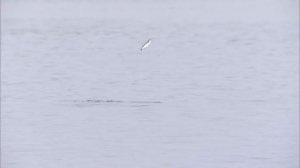 Рассказы о птицах-охотниках. Все части - Документальный фильм