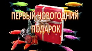 Данио ГлоФиш. Чёрная моллинезия лира. Новогодний подарок от сына.