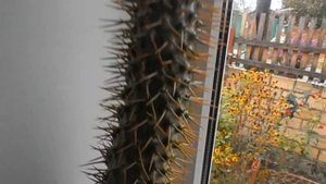 Кактусы и суккуленты в домашних условиях.