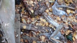 МЕТАЛЛОЛОМ СО СВАЛКИ! ВТОРОЙ ВЫЕЗД НА ТО ЖЕ МЕСТО. ЗАТРУДНЁННЫЙ ОСЕННИЙ ПОИСК.