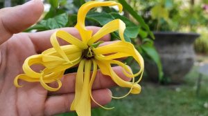 Иланг-иланг или кананга душистая. Ylang-ylang or Cananga odorata.