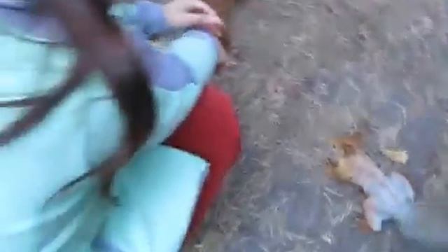 Супер смелые смешные белки! наш отдых в Красноярке смотреть онлайн