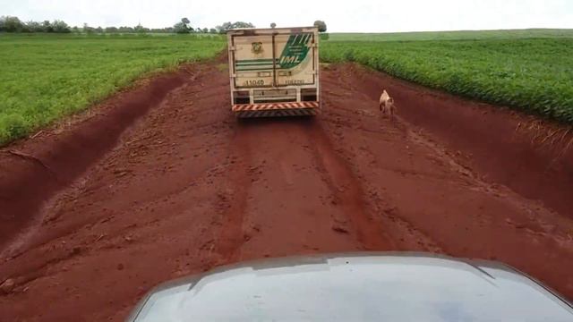 Собака 16 километров бежала за машиной. Причина растрогает тебя до слёз... смотреть онлайн