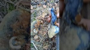 грибы ложный белый гриб