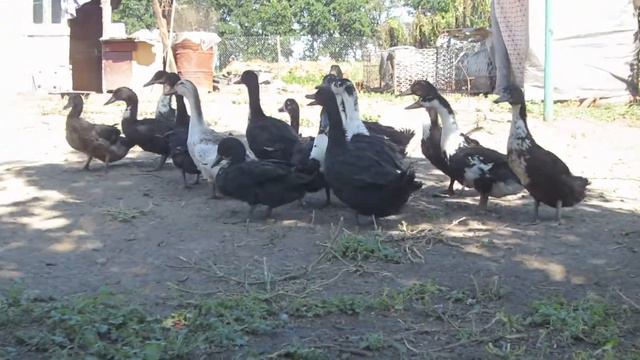 Дела житейские 2 смотреть онлайн