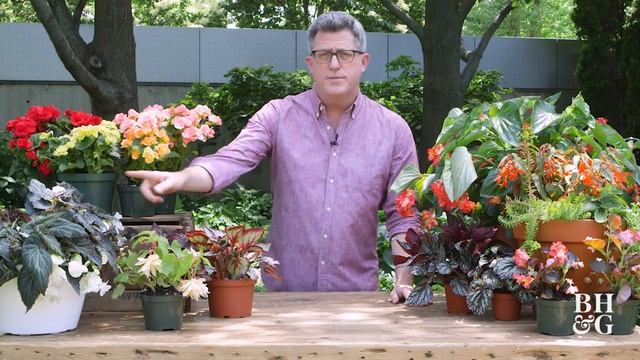All About Begonias | The Dirt | Better Homes & Gardens смотреть онлайн