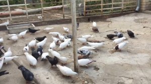 #Pigeons.Как приучить злых голубей.