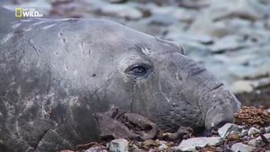 Морские слоны