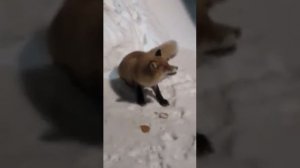 Как поймать лису - 2