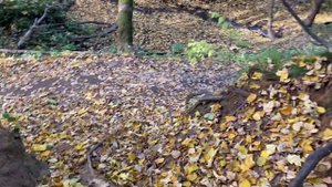 Спуск к реке осень Крылатское район. 2021.