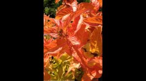 ДИЕРВИЛЛА  (DIERVILLA)  сем. Жимолостные