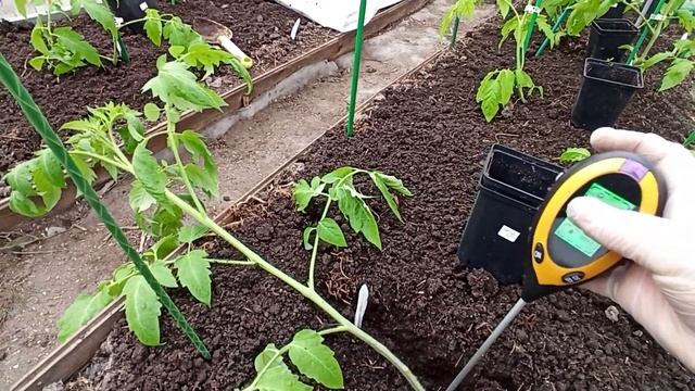 Высадила томаты в неотапливаемую теплицу! смотреть онлайн