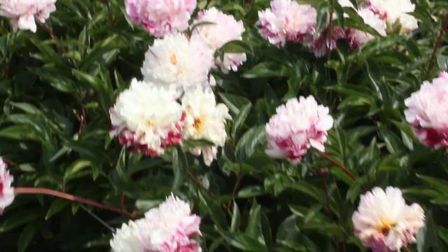 Candy Stripe | R2 Flowers | Peonies смотреть онлайн