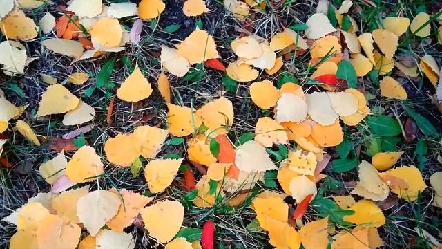 Футаж Осень. Желтые Листья Березы на Земле. Опавшие Березовые Листья. Опавшие Листья. Видеофутажи смотреть онлайн
