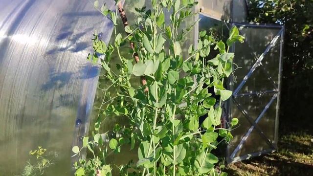 Обзор огорода/что творят собаки/оказывается возможно вырастить морошку смотреть онлайн