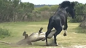 Если бы это НЕ СНЯЛИ на камеру, никто бы не поверил!