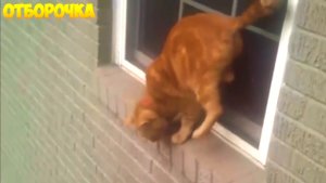 КЛАССНЫЕ ПРИКОЛЫ 24 ПОДБОРКА ВИДЕО ПРИКОЛОВ НЕДЕЛИ 