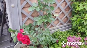 #розаплетистаядонжуан  Плетистая роза Дон Жуан в роспуске