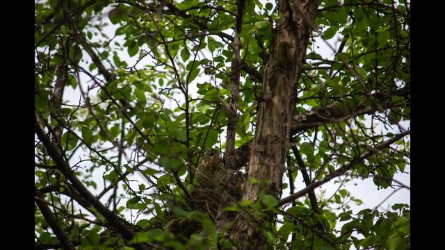 Западная Сибирь июнь 2023г ( фото и видео mikranscha) смотреть онлайн