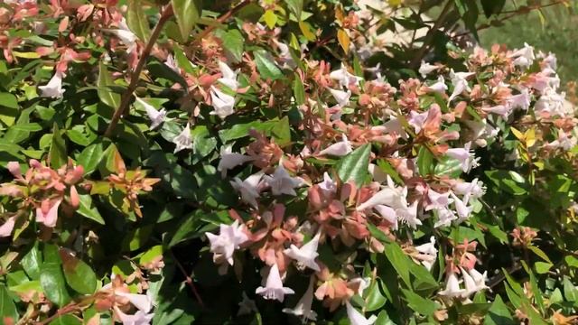 Funshine Abelia | gardencrossings.com смотреть онлайн