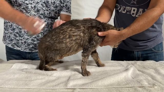 How to Give Your Cat a Dry Bath смотреть онлайн