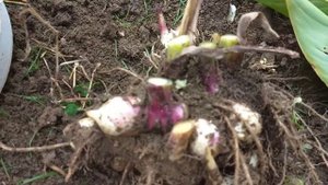 Канны и гладиолусы, как хранить зимой.