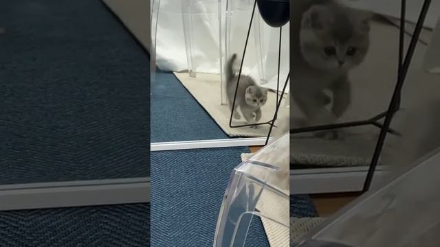 Китти против Зеркала.mp4 смотреть онлайн